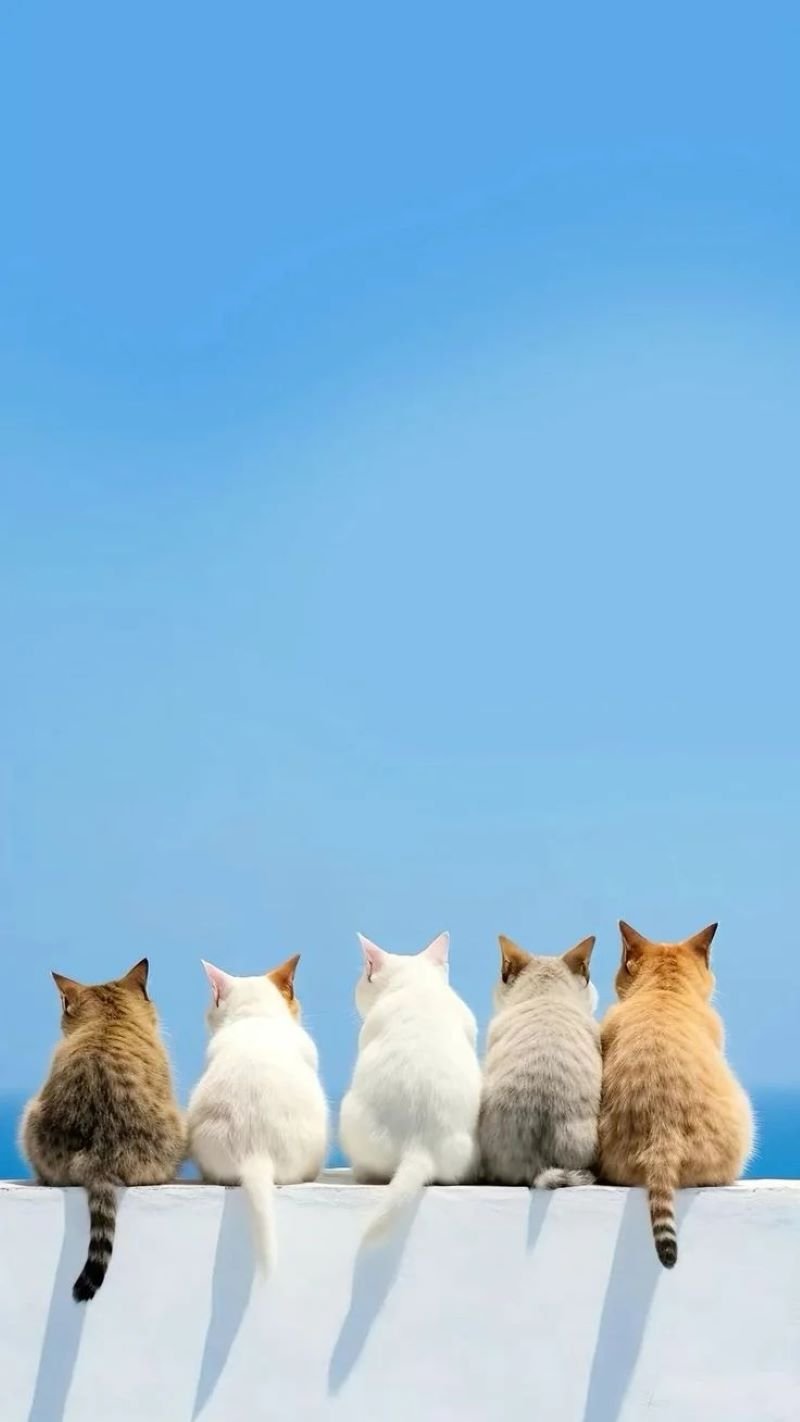 Ảnh hình nền mèo sắc nét