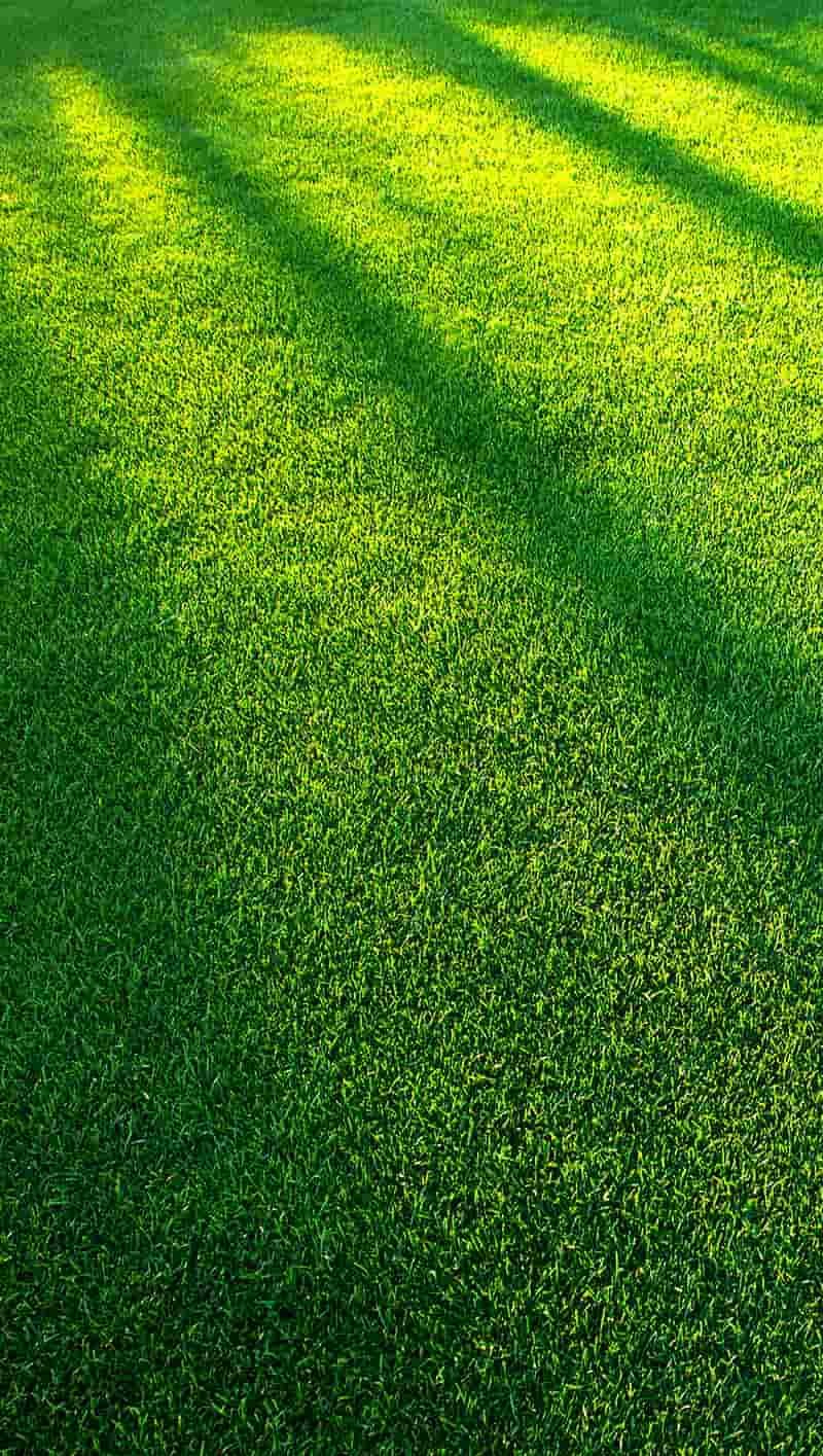 Ảnh hình nền xanh lá cây sắc nét