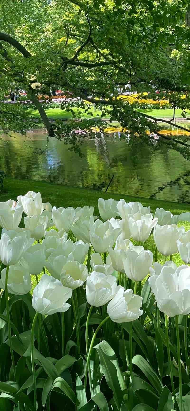 Bộ ảnh hình nền hoa miễn phí