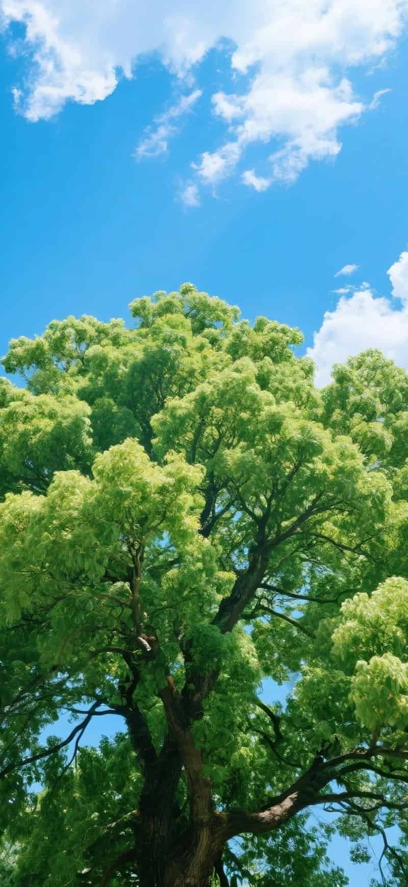 Bộ ảnh hình nền mệnh mộc miễn phí