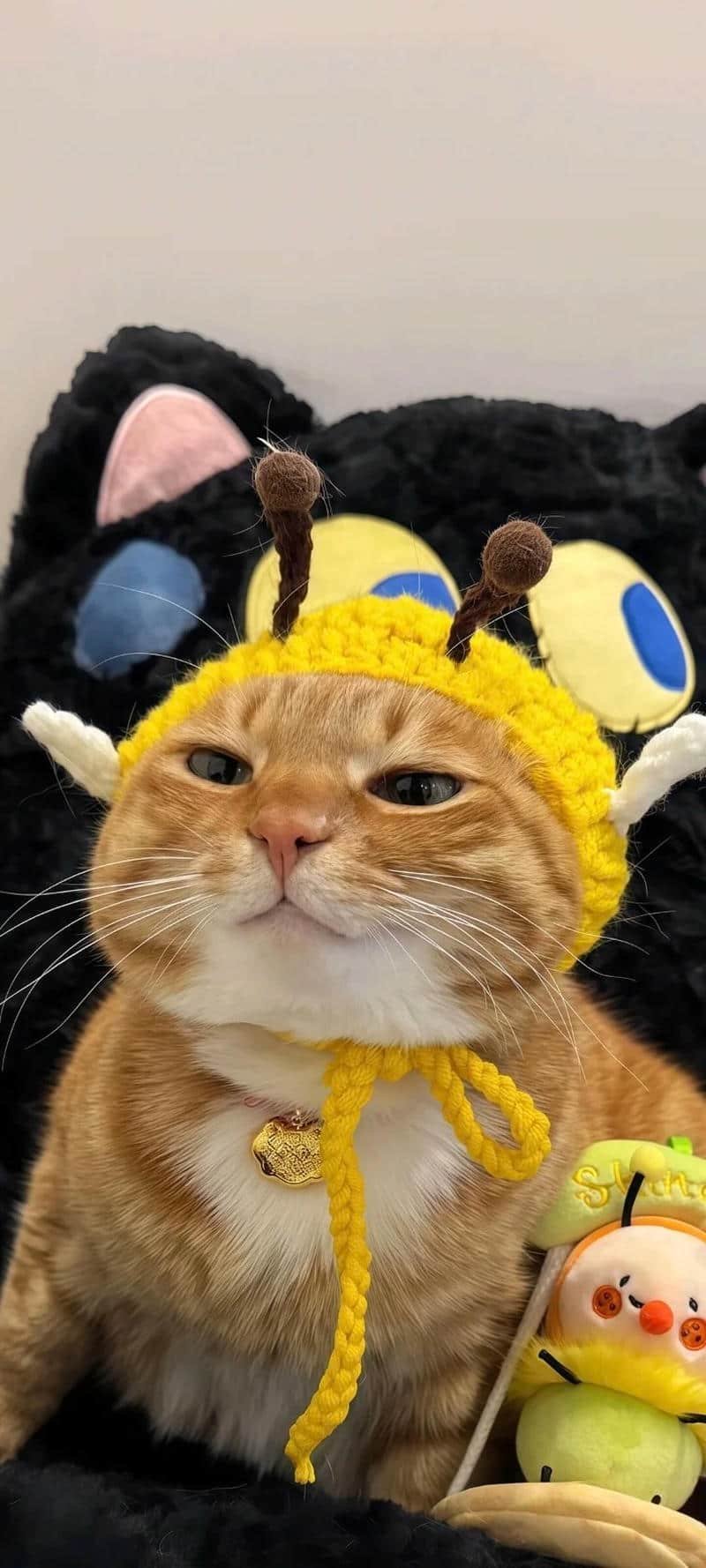 Bộ ảnh hình nền mèo miễn phí