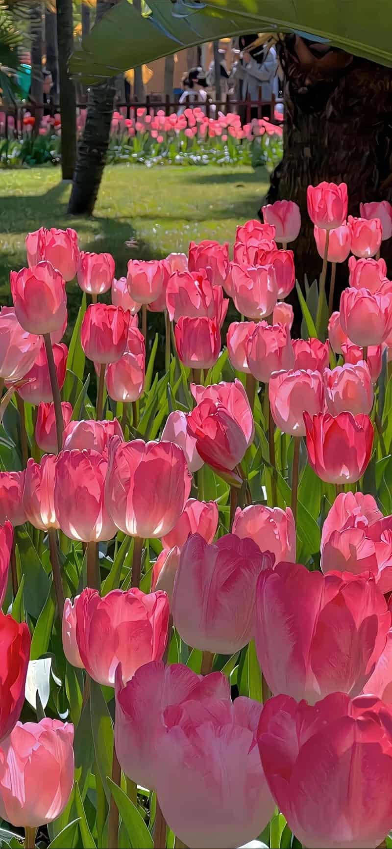 Bộ hình nền hoa sắc nét nhất