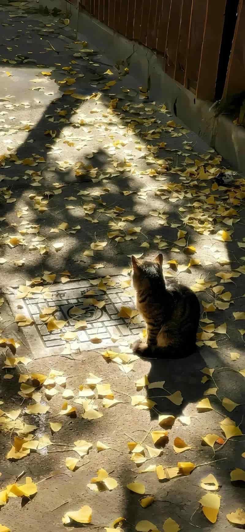 Bộ hình nền ip 14 thu hút