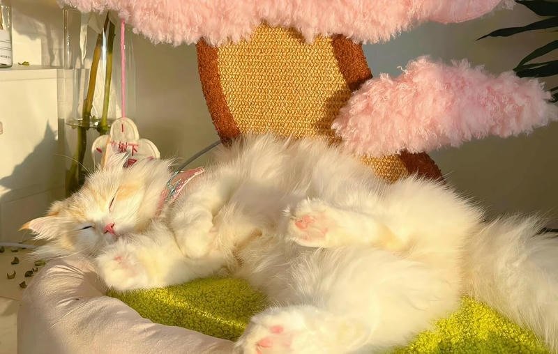 Bộ hình nền ipad sắc nét nhất