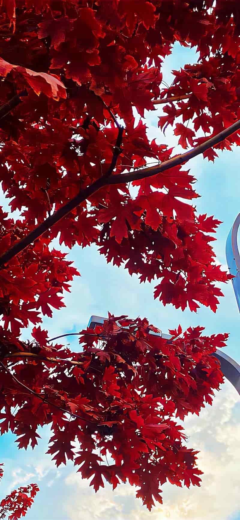 Bộ hình nền iphone 15 thu hút