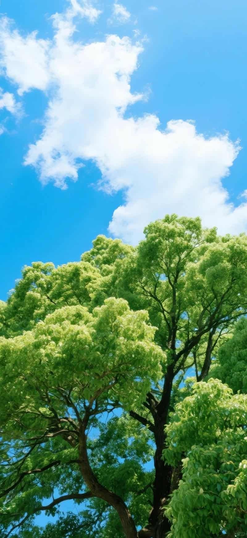 Bộ hình nền mệnh mộc sắc nét nhất