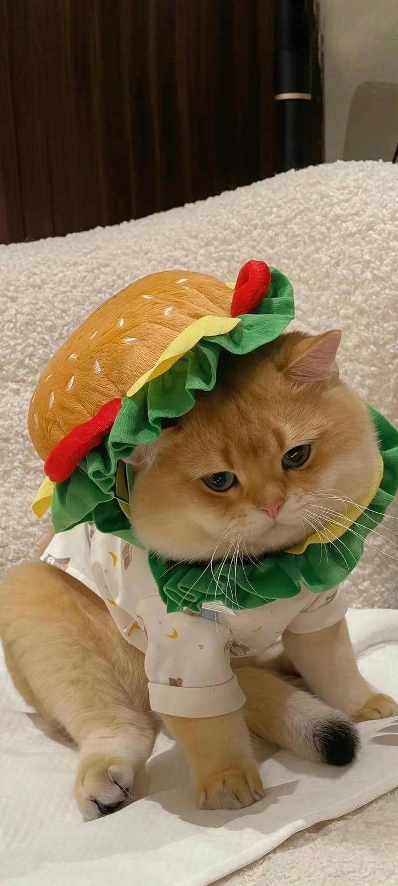 Bộ hình nền mèo sắc nét nhất