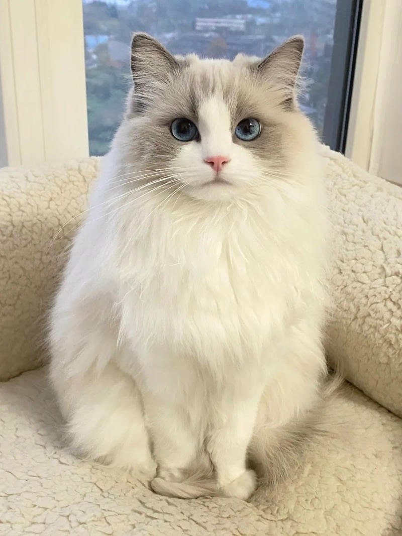 Bộ hình nền mèo thu hút