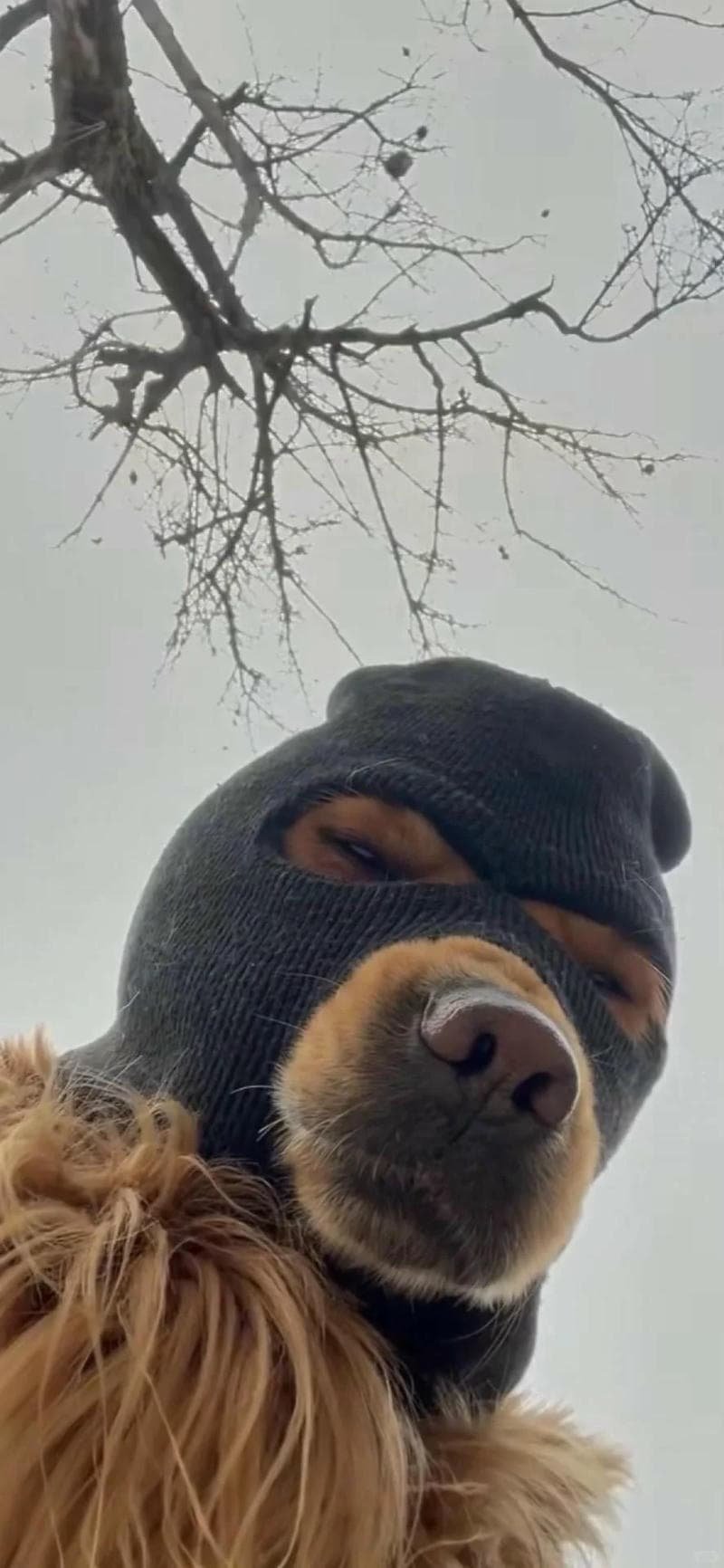 Bộ sưu tập hình nền chế đẹp