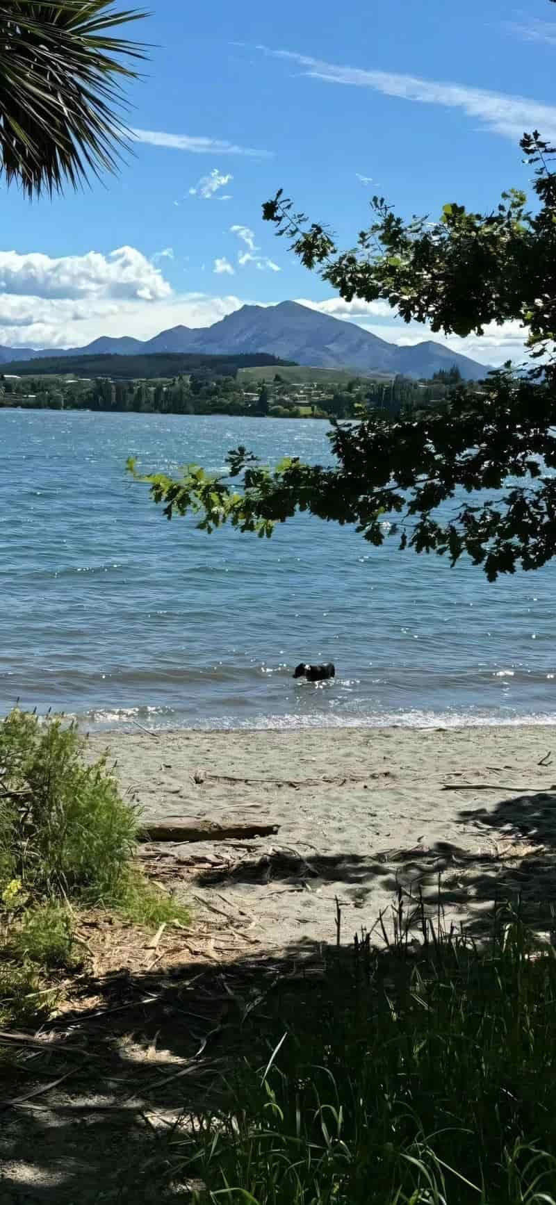 Bộ sưu tập hình nền ip 12 miễn phí