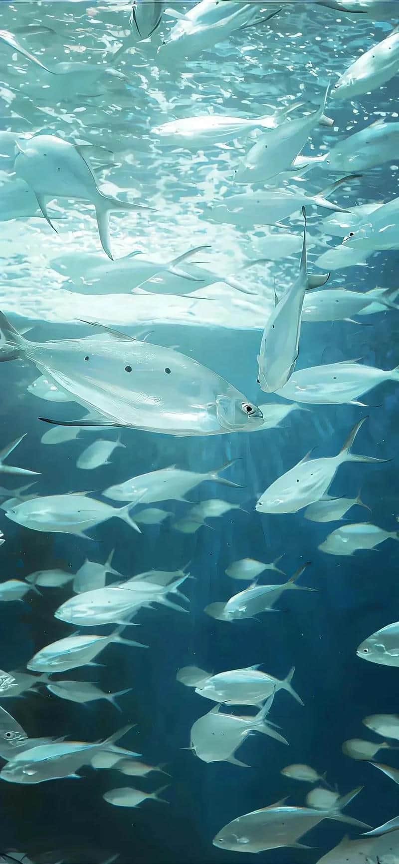 Bộ sưu tập hình nền ip 14 đẹp