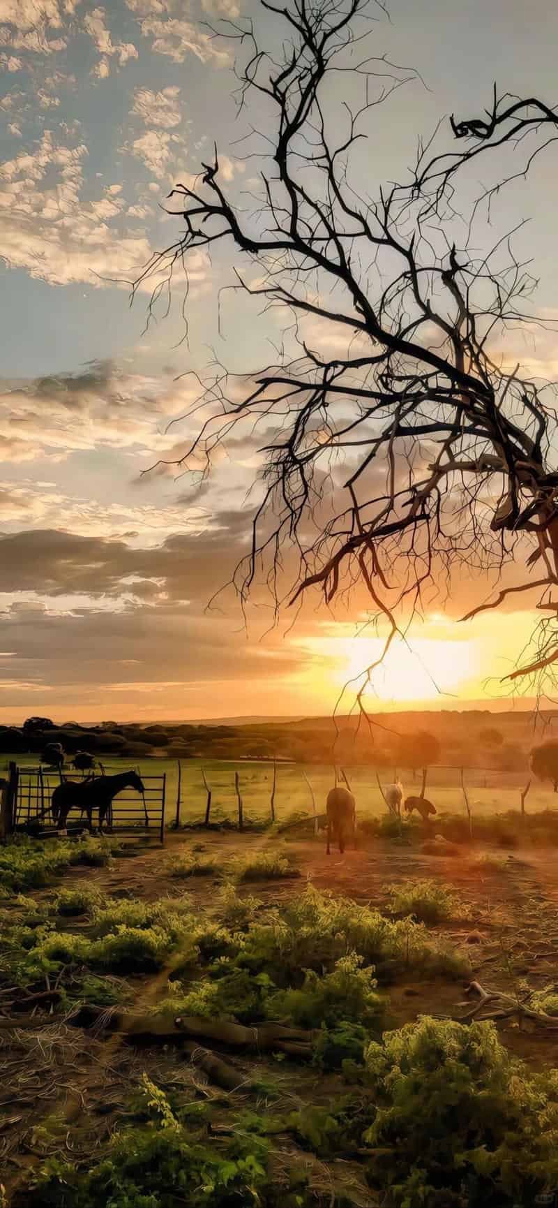 Bộ sưu tập hình nền ip 14 miễn phí