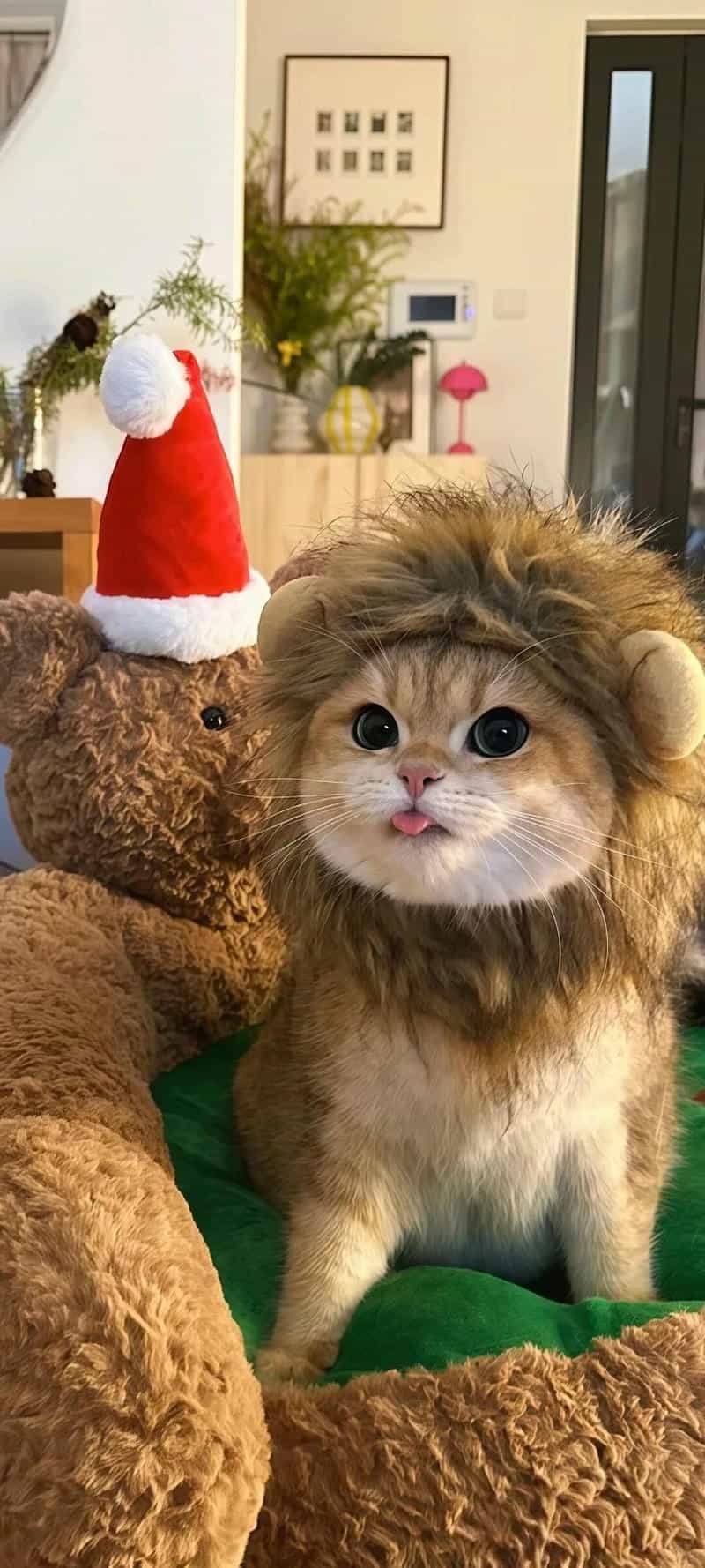 Bộ sưu tập hình nền mèo đẹp