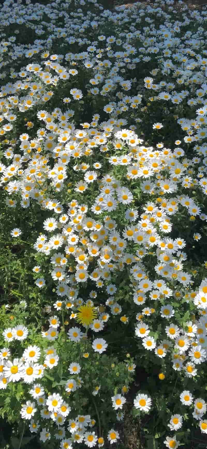 Khám phá hình nền hoa mới nhất