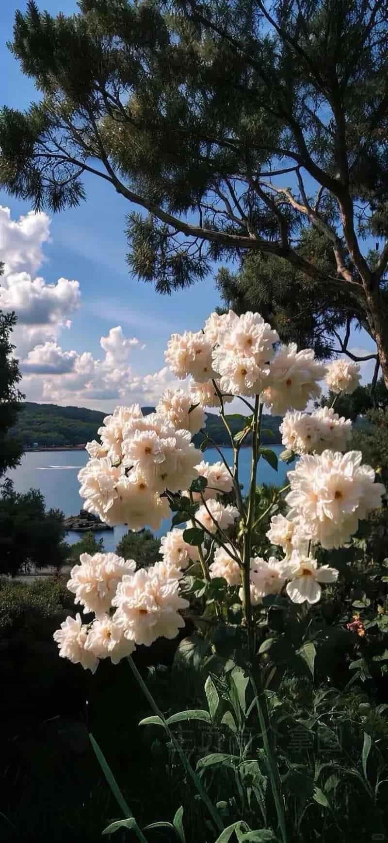 Khám phá hình nền ip 12 cuốn hút