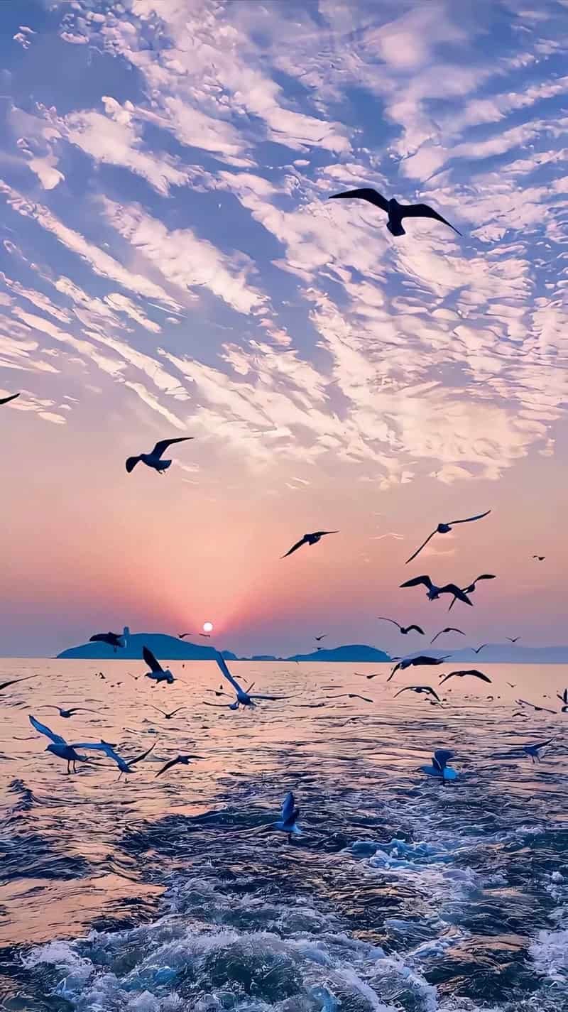 Khám phá hình nền iphone 15 mới nhất