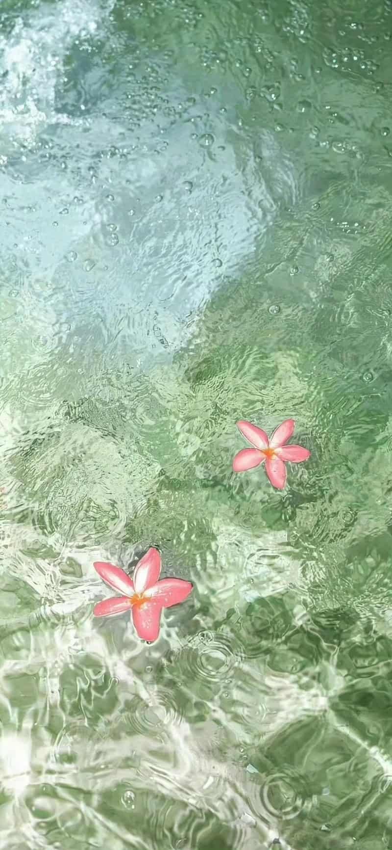 Khám phá hình nền iphone cuốn hút