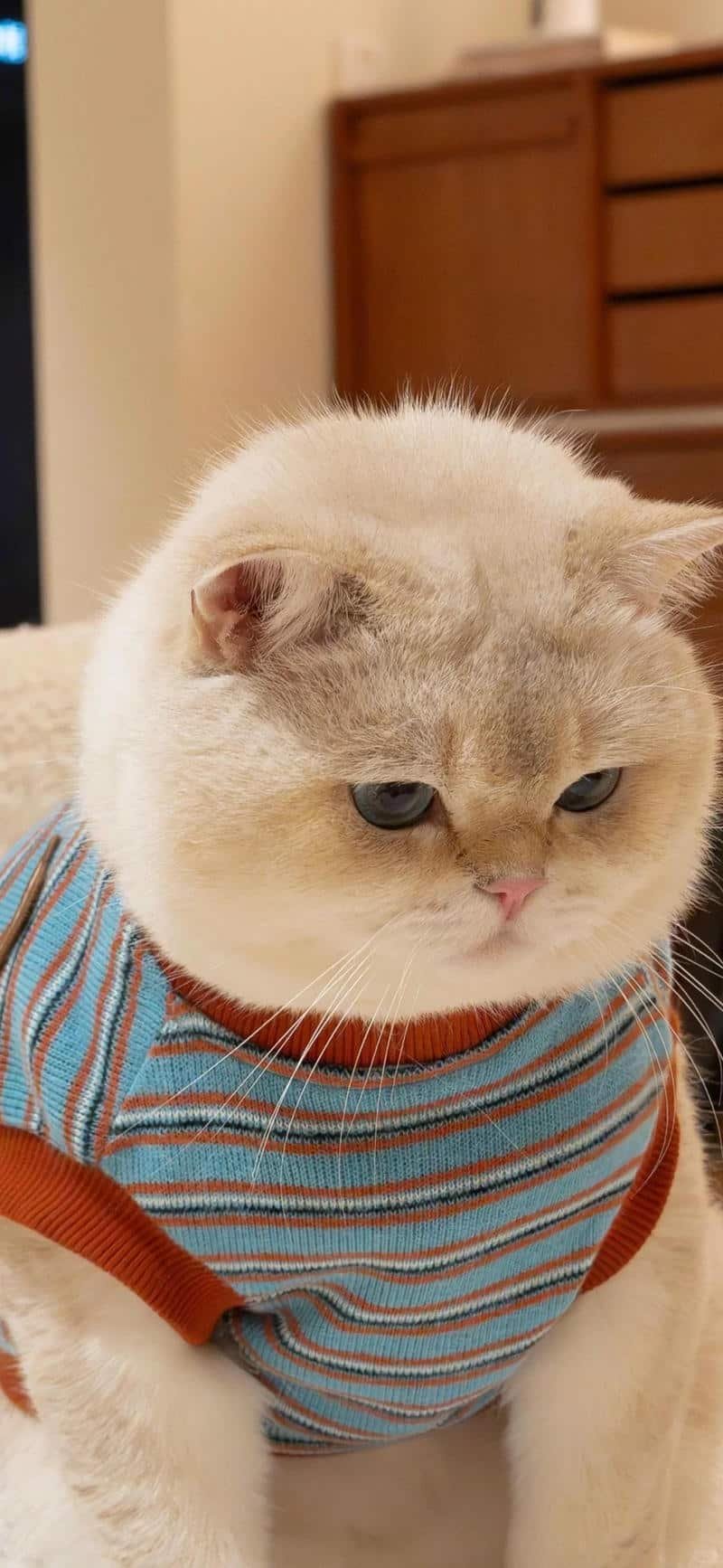 Khám phá hình nền mèo mới nhất