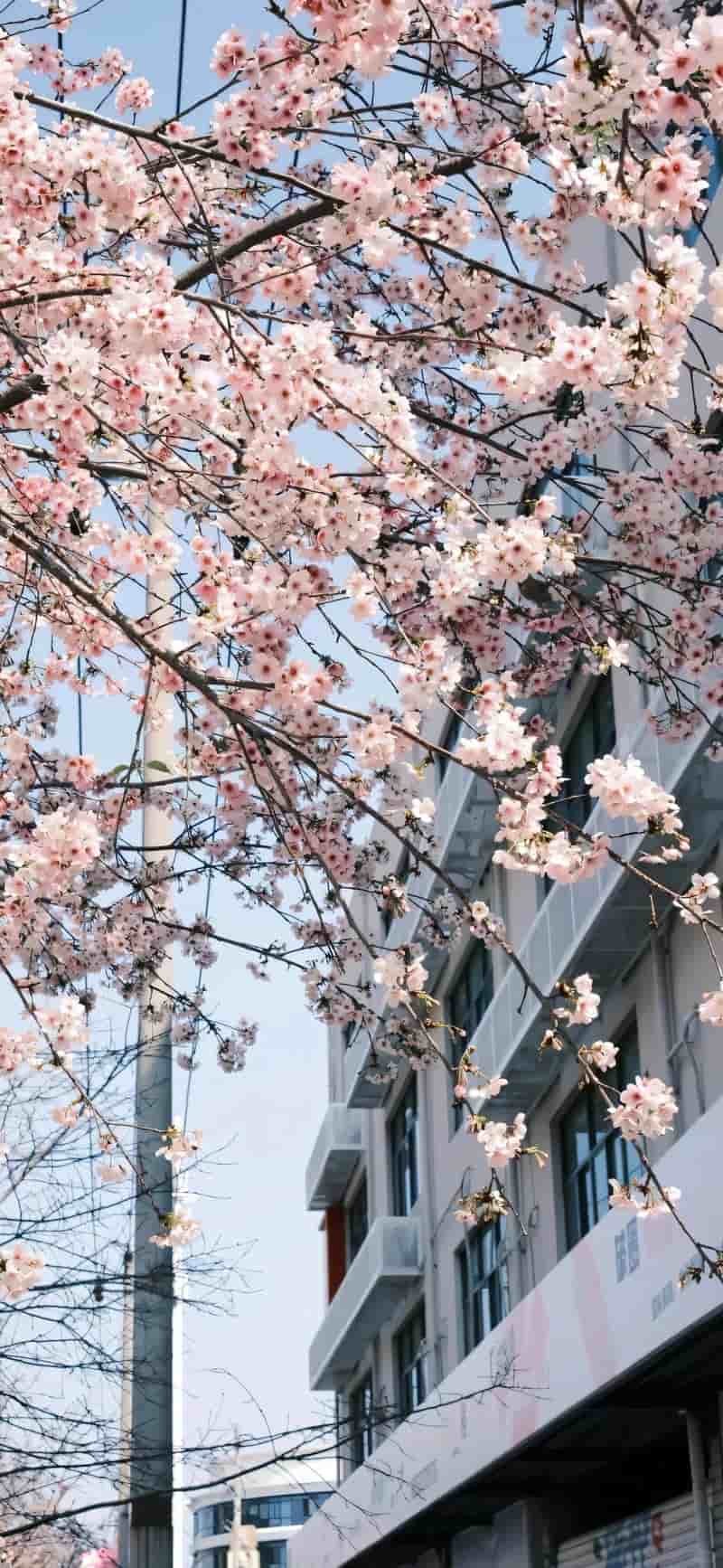 Khám phá hình nền thiên nhiên đẹp