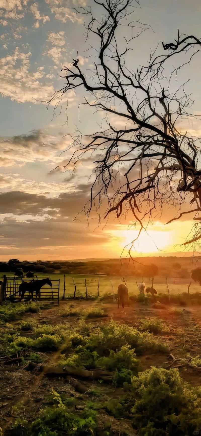 Khám phá kho hình nền iphone mới nhất