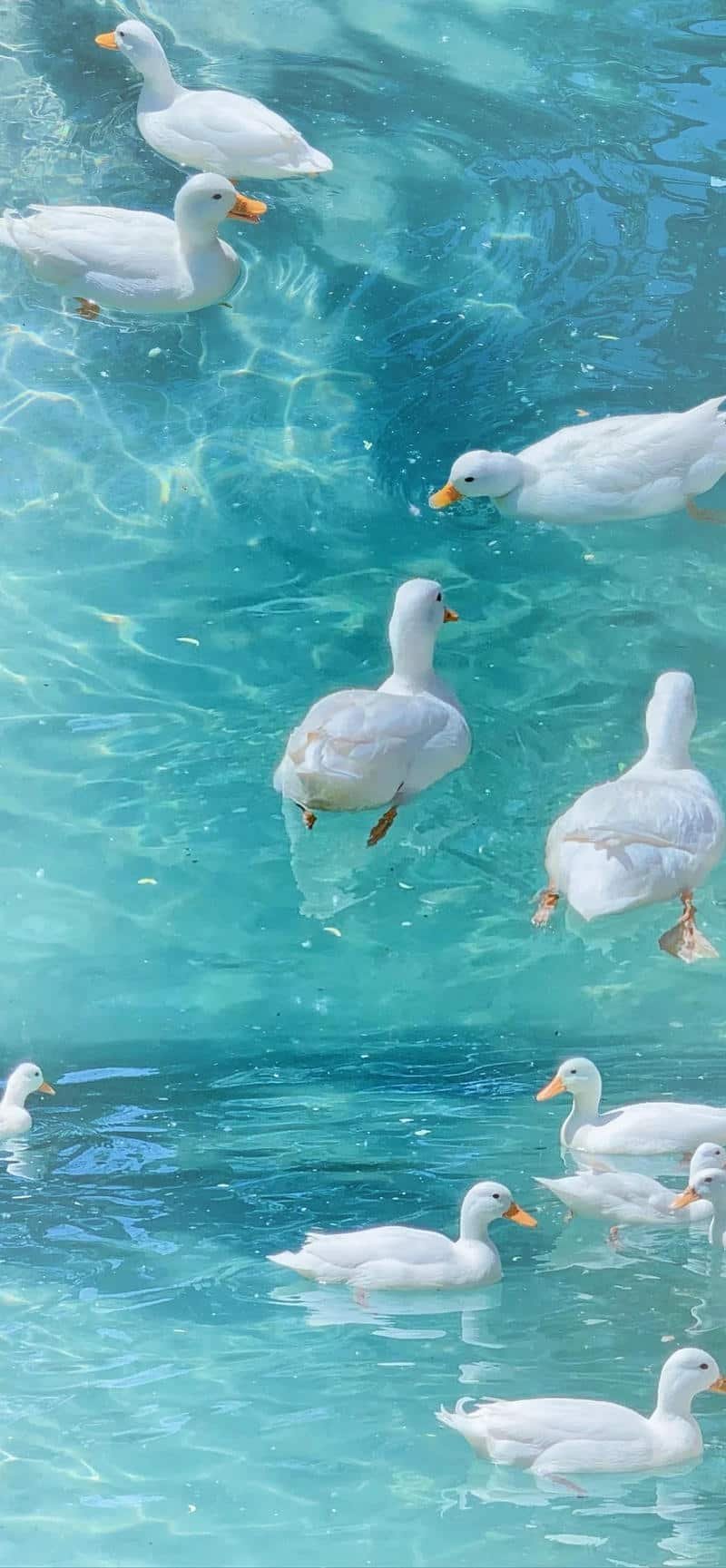 Khám phá kho hình nền màu xanh mới nhất