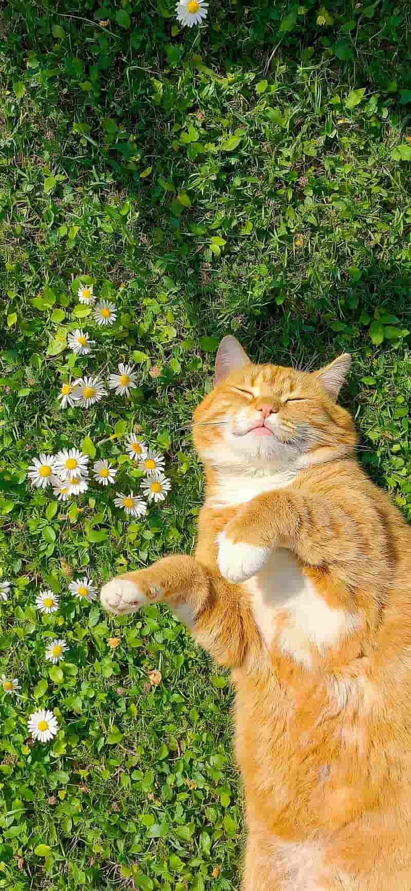 Khám phá kho hình nền mèo mới nhất