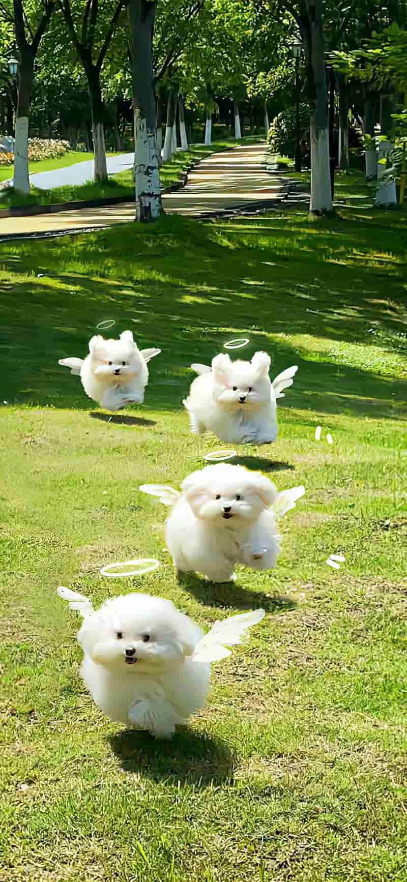 Kho ảnh hình nền iphone miễn phí