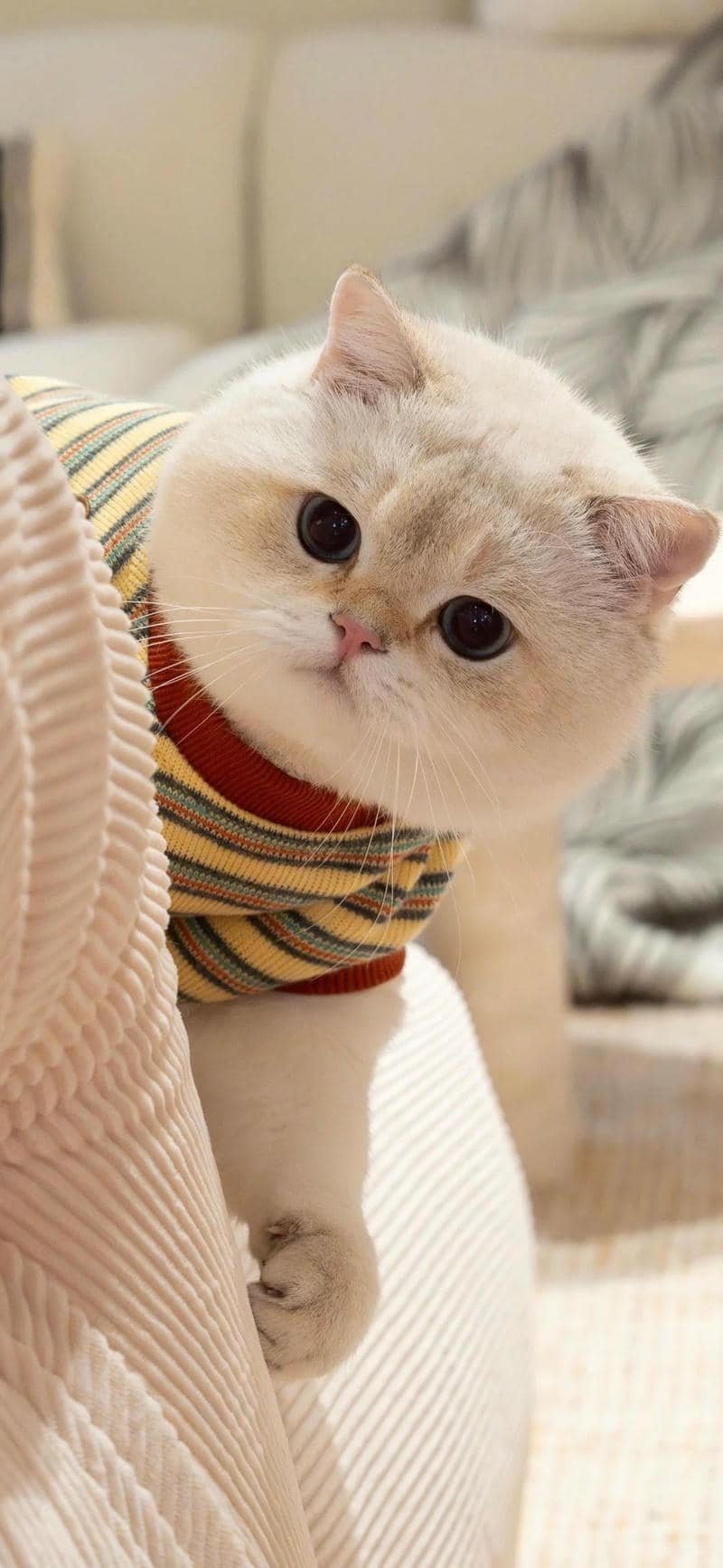 Kho ảnh hình nền mèo miễn phí