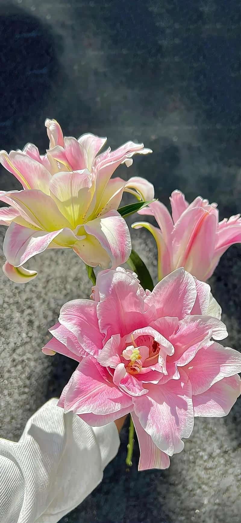 Loạt hình nền hoa cuốn hút