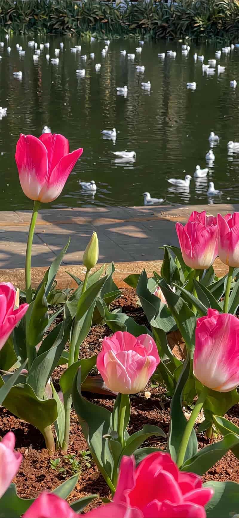 Loạt hình nền hoa độc quyền