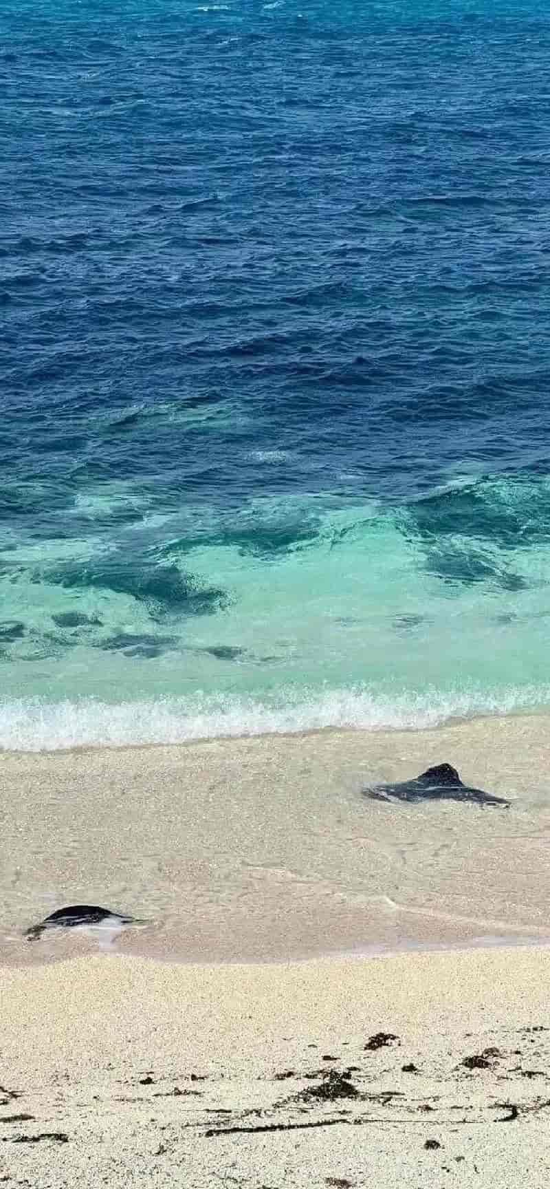 Loạt hình nền ip 12 chất lượng nhất