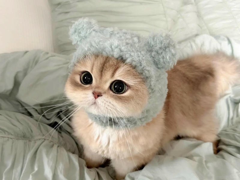 Loạt hình nền ipad độc quyền