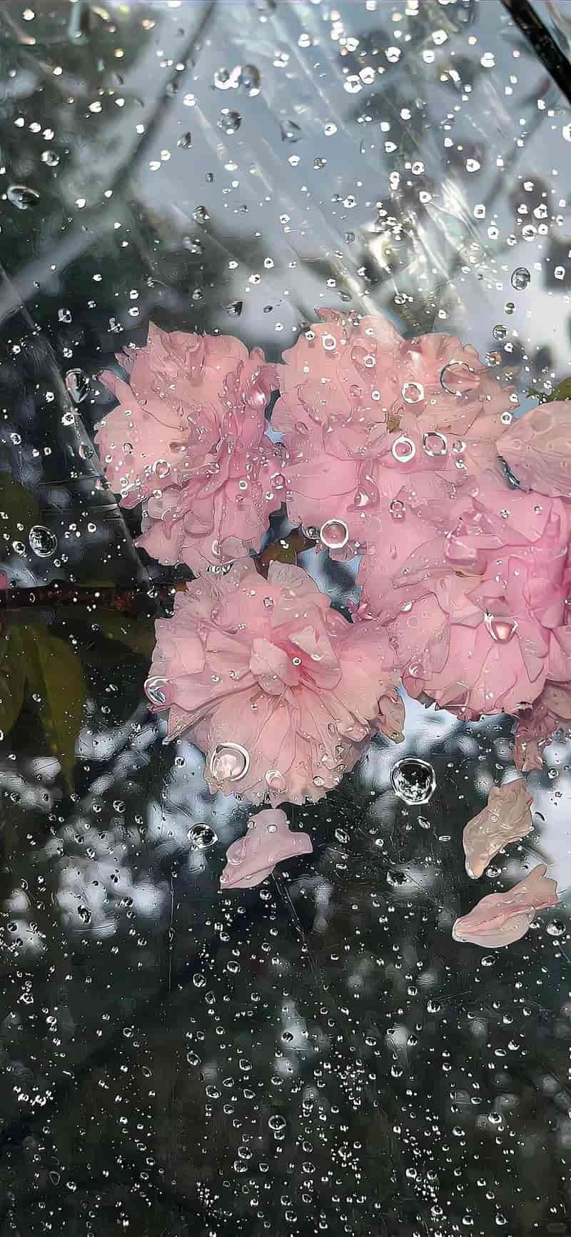 Loạt hình nền màu hồng chất lượng nhất