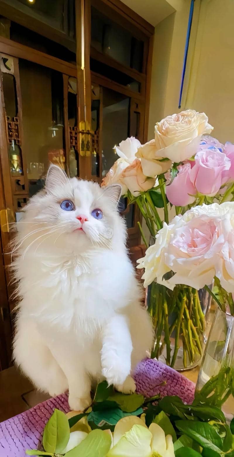 Loạt hình nền mèo chất lượng nhất