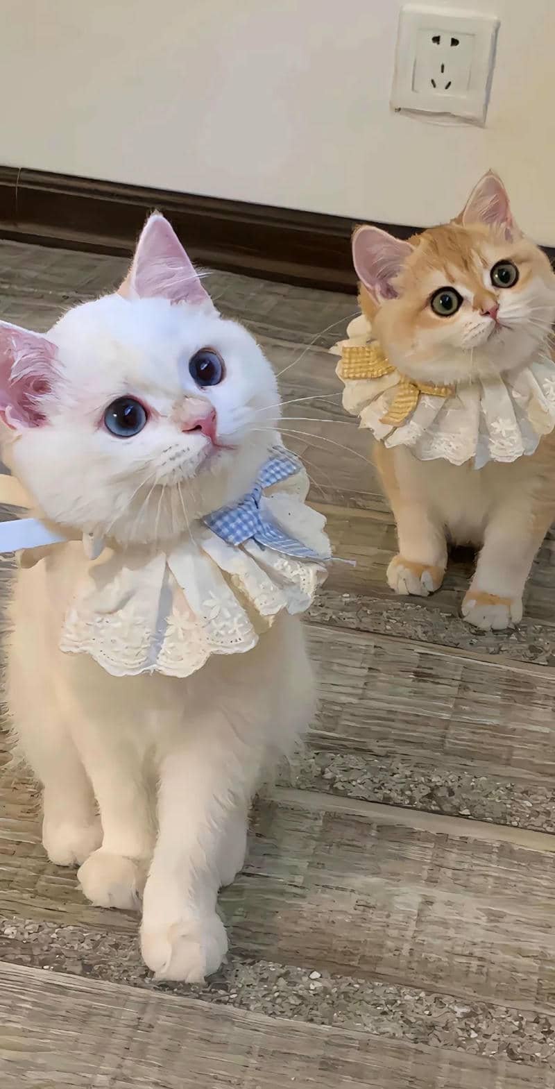 Loạt hình nền mèo chất lượng