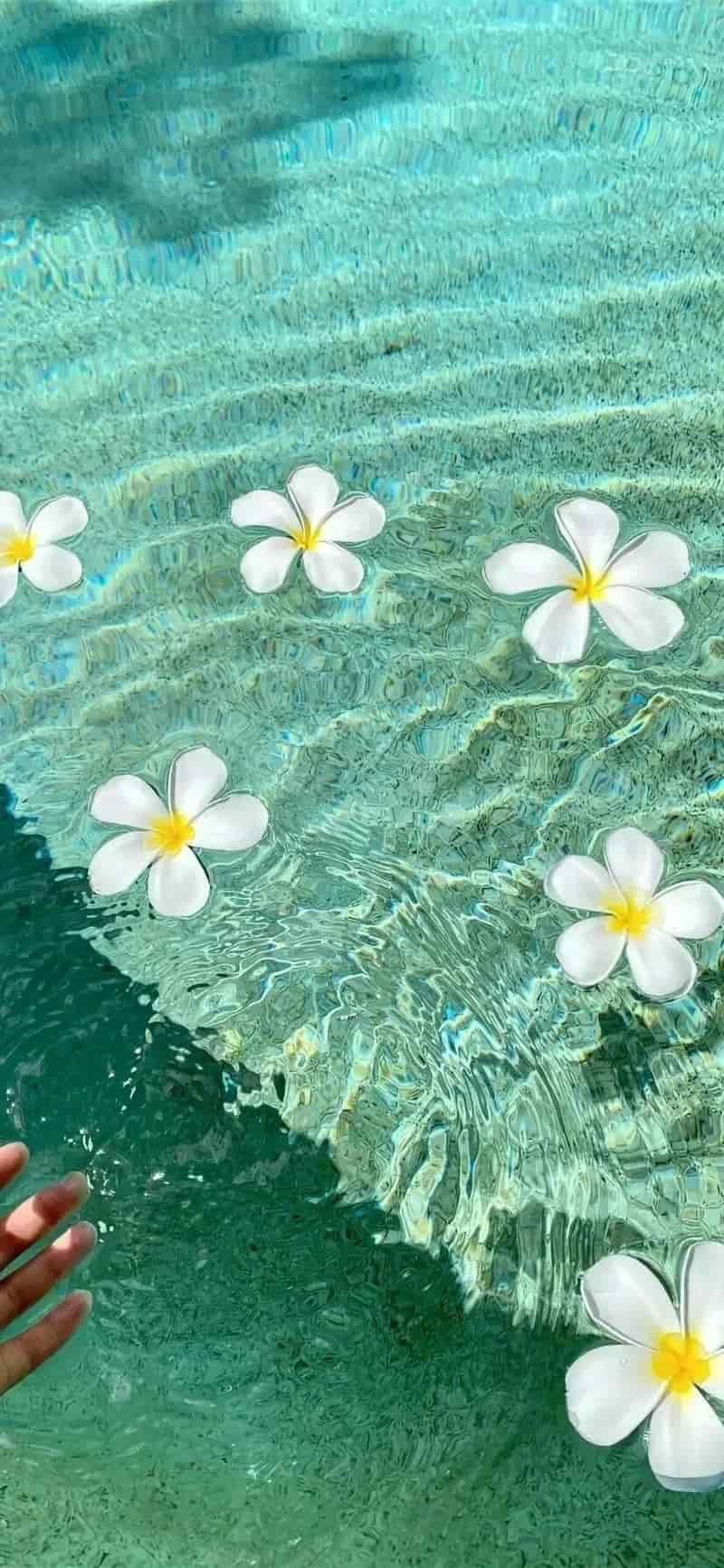 Ngắm bộ hình nền iphone chất lượng cao