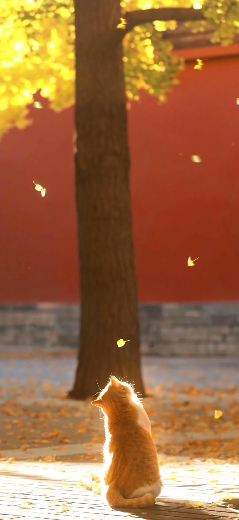 Ngắm bộ hình nền mèo chất lượng cao