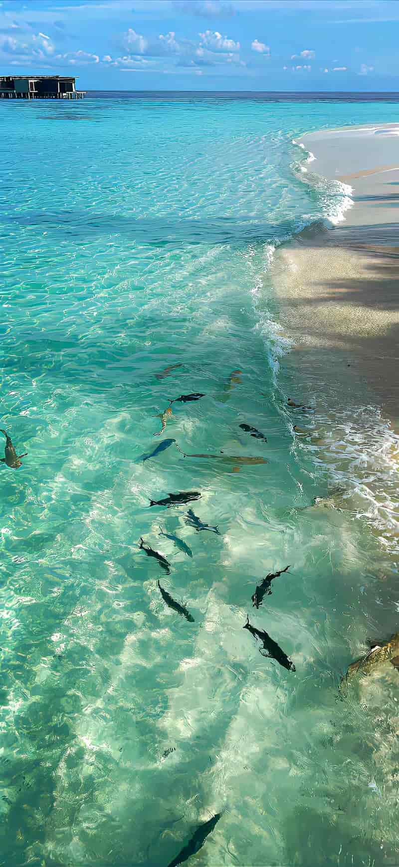 Ngắm hình nền đẹp mới nhất