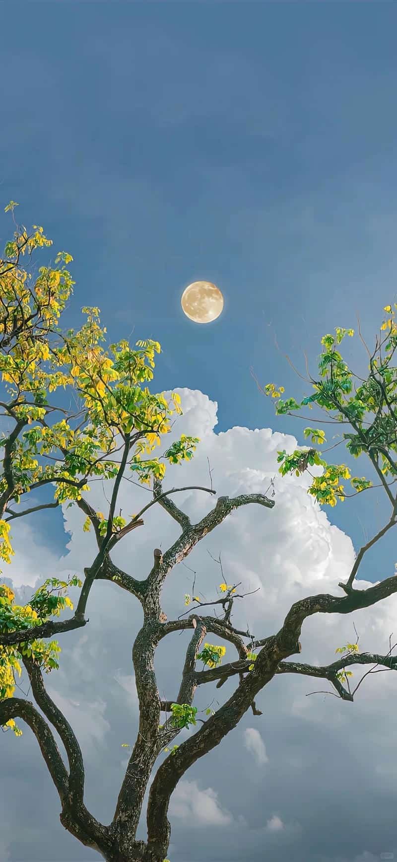 Ngắm hình nền điện thoại thu hút