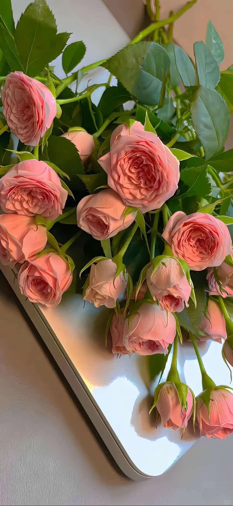 Ngắm hình nền hoa mới nhất