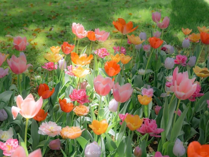 Ngắm hình nền ipad mới nhất