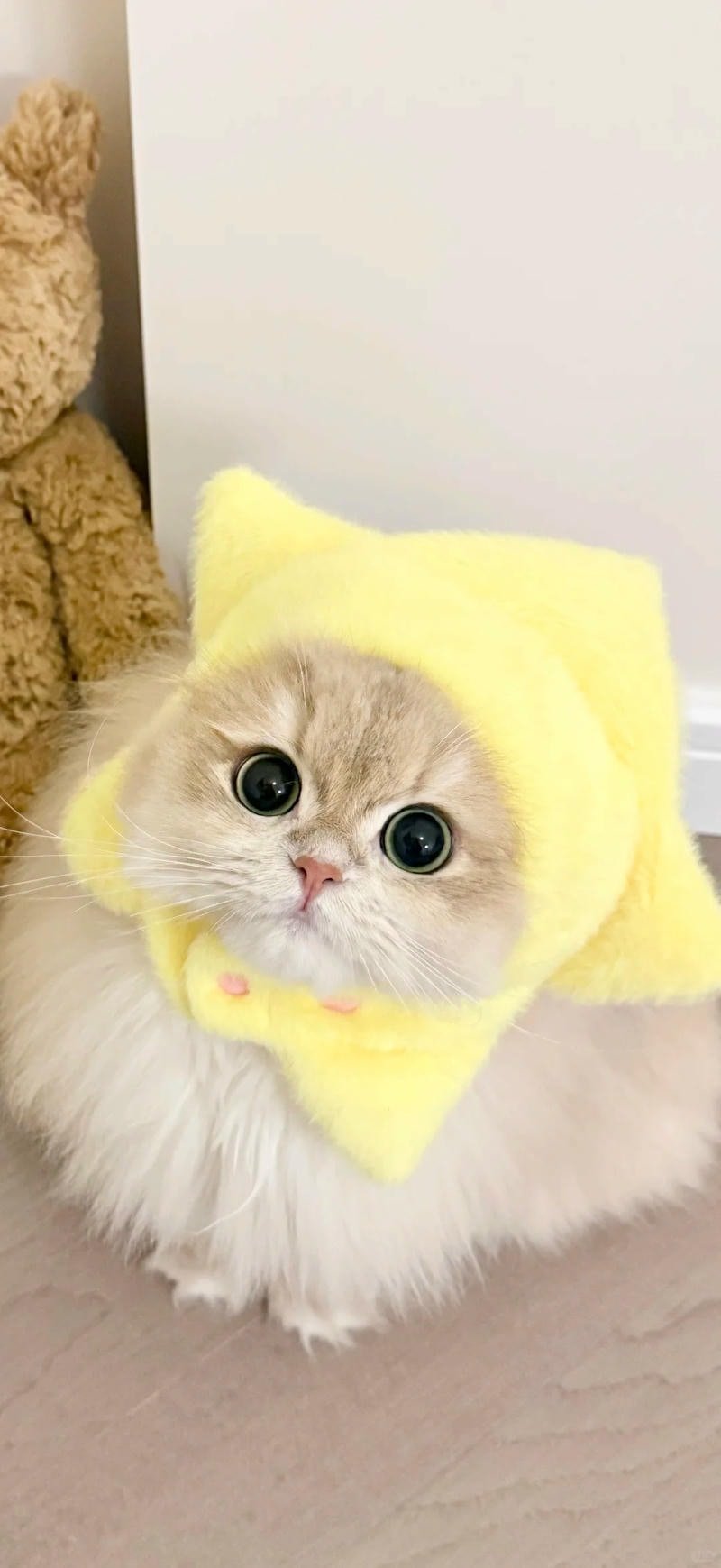 Ngắm hình nền mèo miễn phí