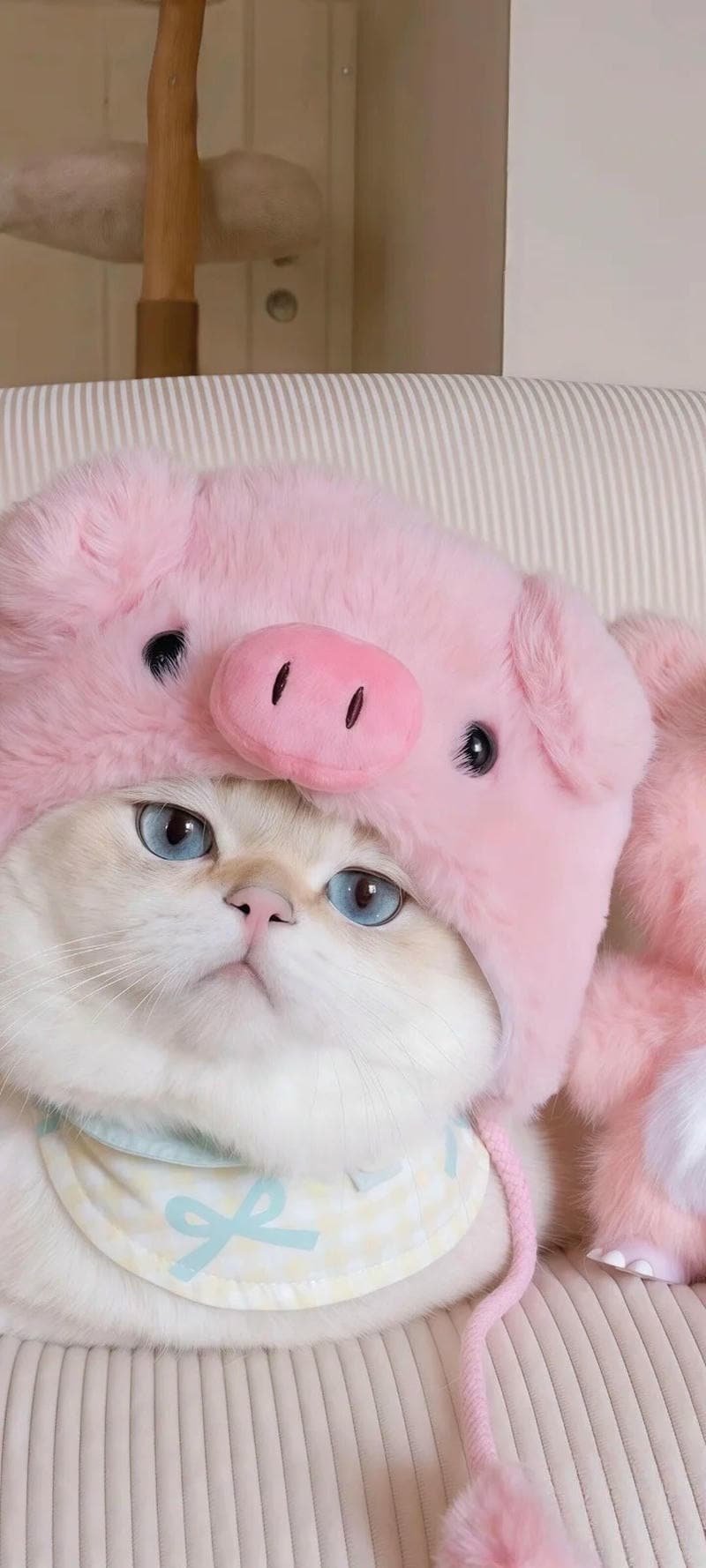 Ngắm hình nền mèo mới nhất