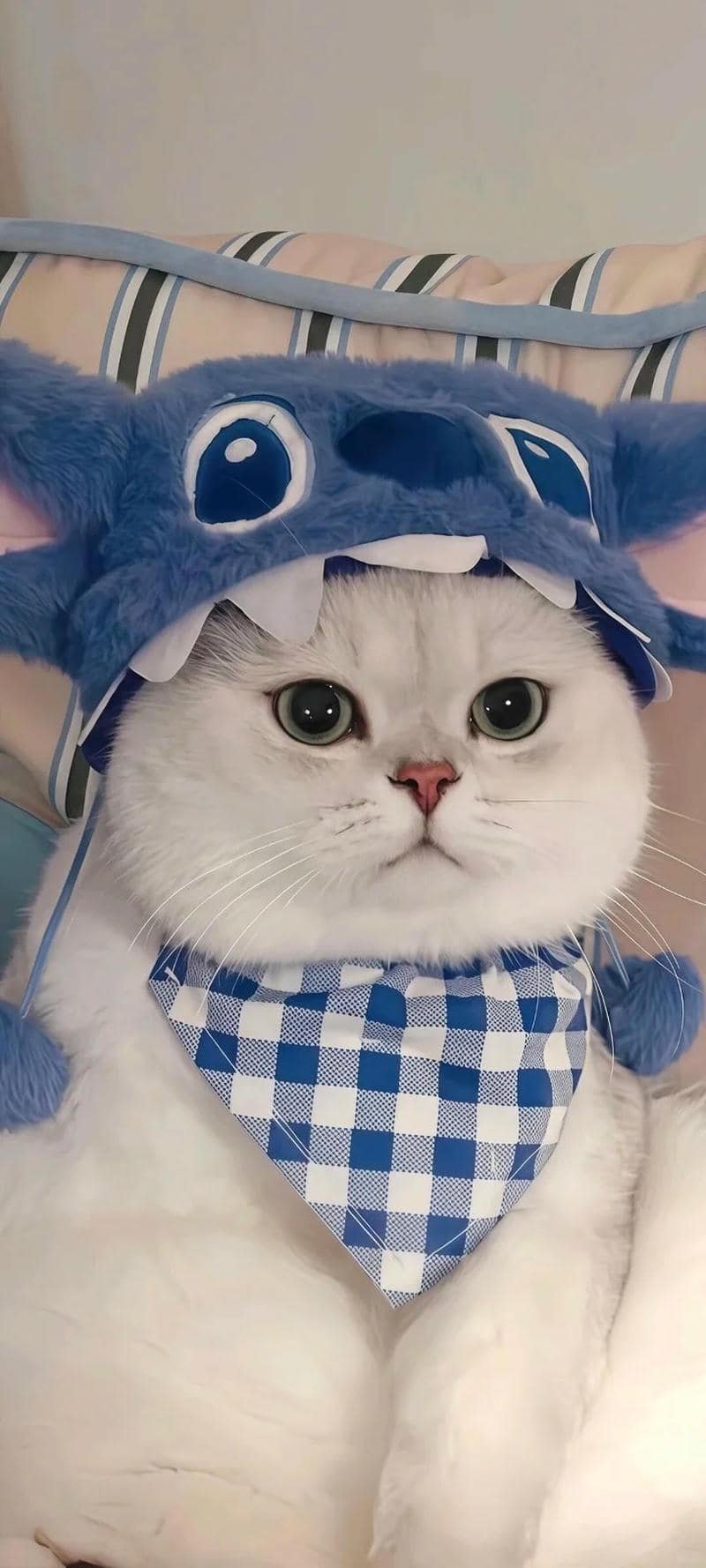 Ngắm hình nền mèo thu hút