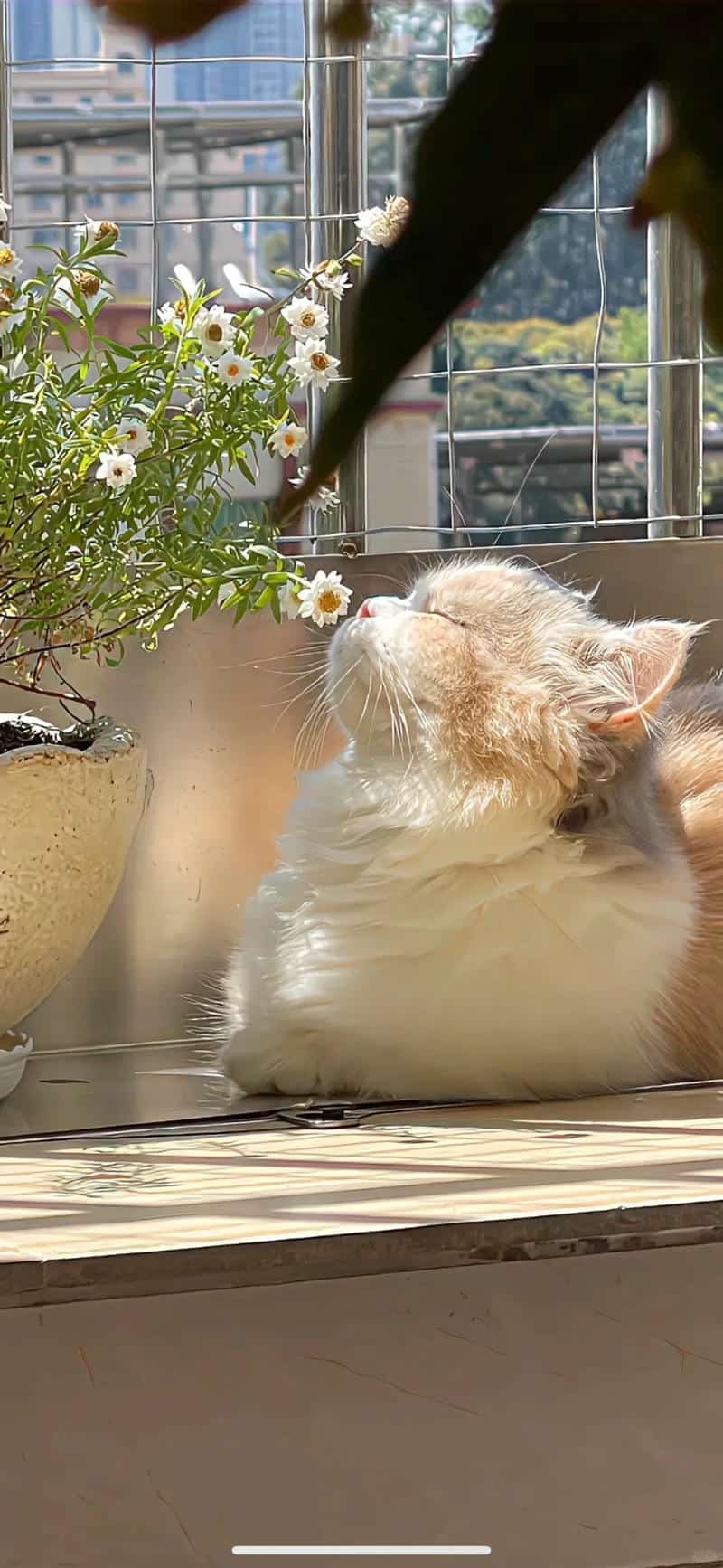 Tải bộ hình nền chill mới nhất