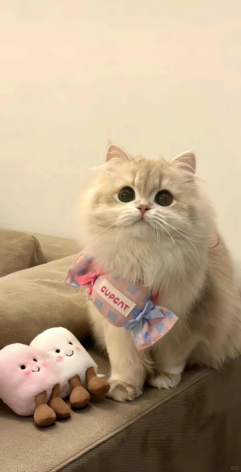 Tải bộ hình nền mèo mới nhất