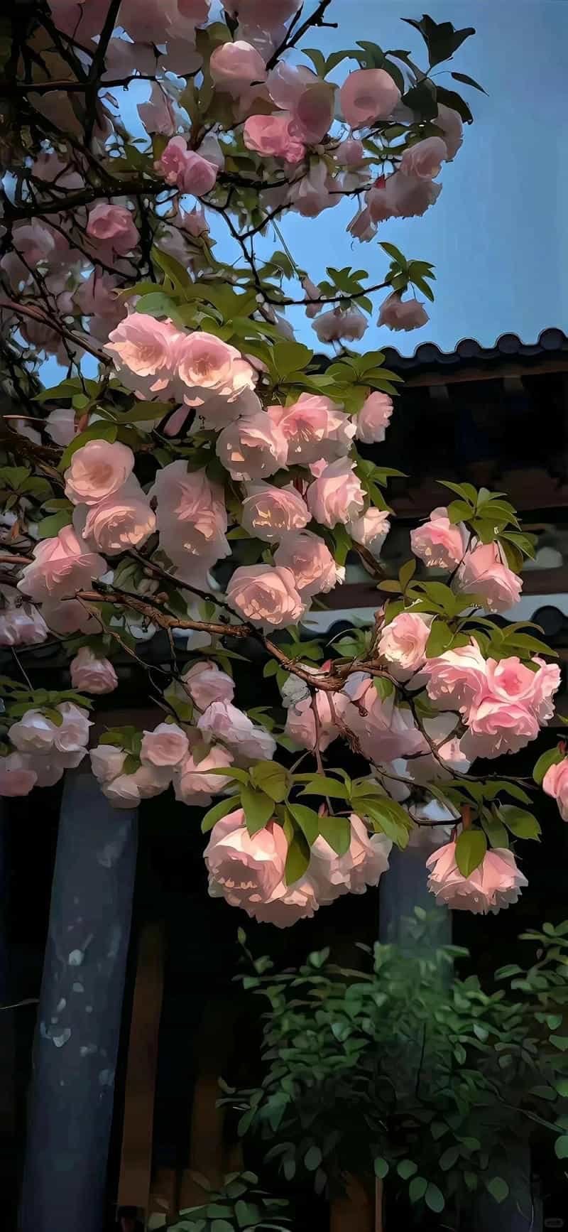 Tải hình nền hoa mới nhất