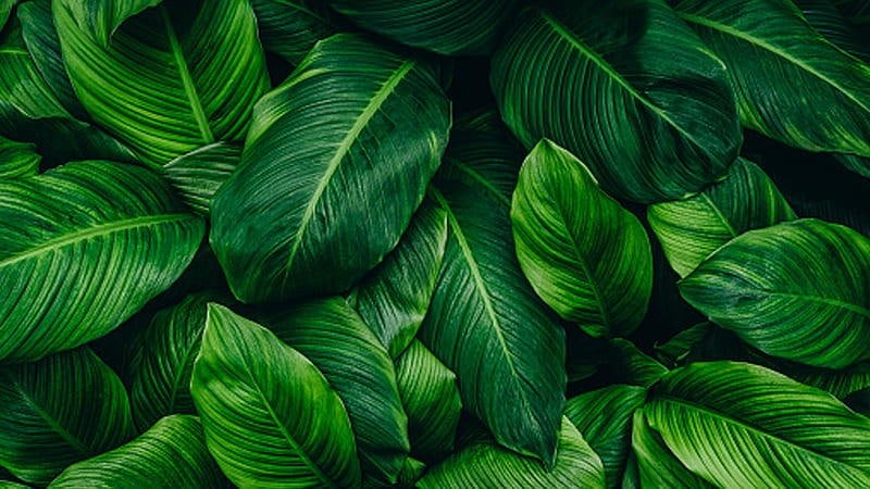 Tải hình nền xanh lá cây mới nhất