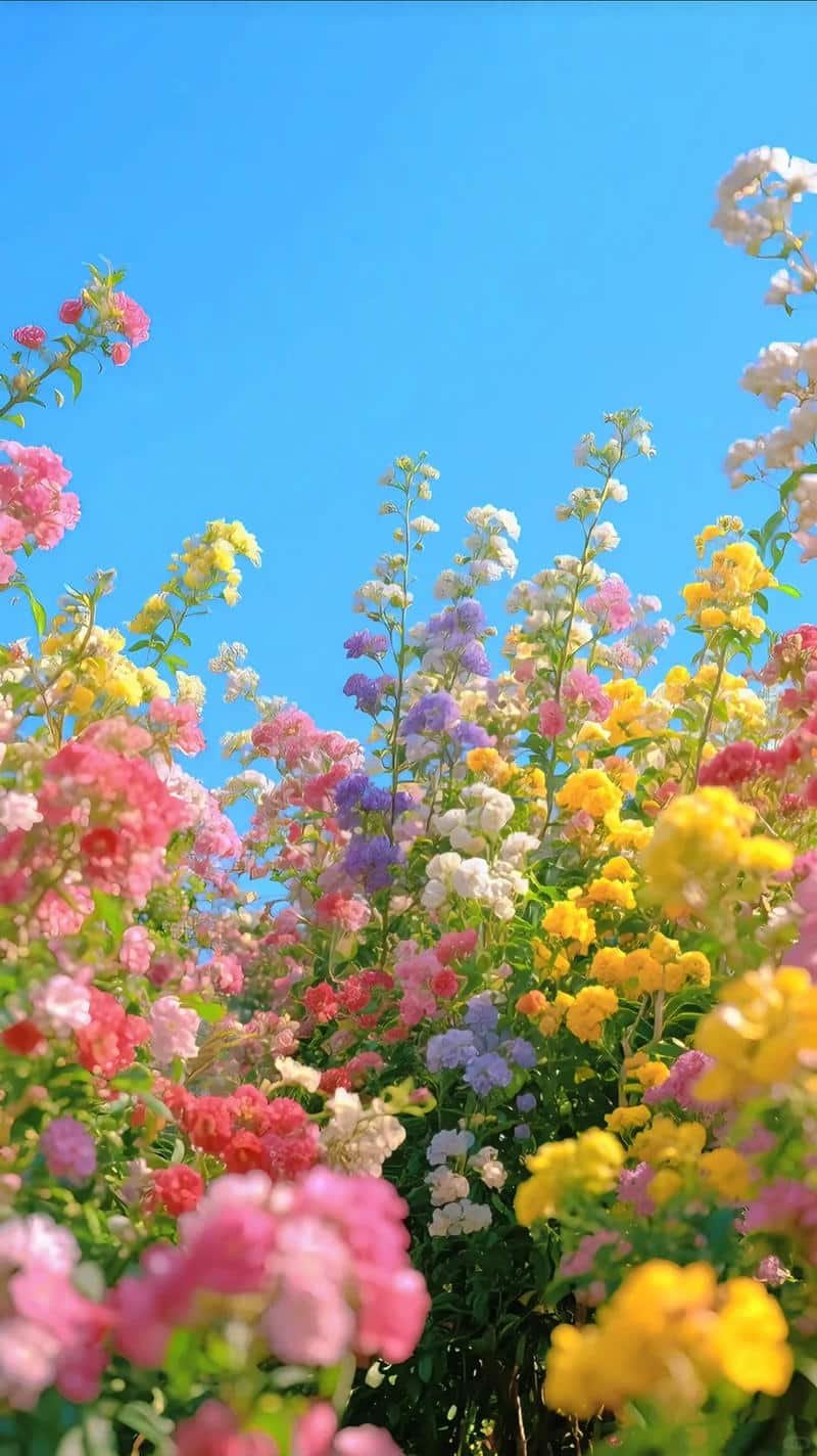 Tải về hình nền hoa miễn phí