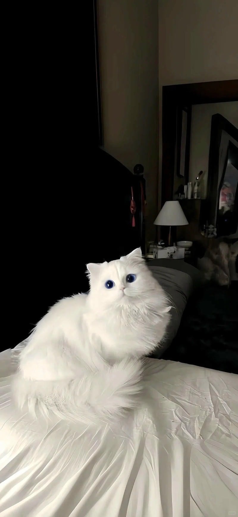 Tải về hình nền mèo chất lượng cao